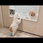 怪我してた子猫を保護したら先住猫が可愛がりすぎて1日中こうなっちゃってました笑(YouTube)