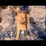 防波堤の下に降りていくとテトラポッドの中から猫がモフられに出てきた(YouTube)