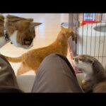 絵本を見にきたカワウソ猫子猫、わちゃわちゃする The otter cat kitten came to see the picture book and got all excited.(YouTube)