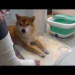 ママが足湯をすると可愛い現象が起きました(YouTube)