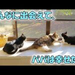 お蔭様で今年も猫達全員、無事に1年を終える事ができました。ありがとうございました🐱🐱😊🐱🐱(YouTube)