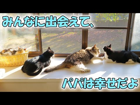 お蔭様で今年も猫達全員、無事に1年を終える事ができました。ありがとうございました🐱🐱😊🐱🐱(YouTube)