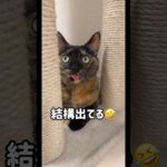 配信中に舌が出しっぱなしになってしまう猫たち #shorts(YouTube)