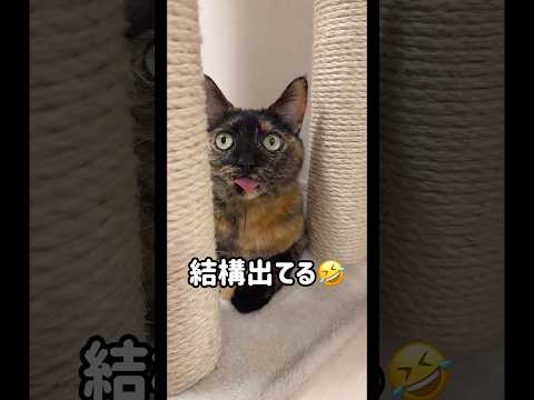 配信中に舌が出しっぱなしになってしまう猫たち #shorts(YouTube)