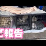 ご報告  TNR活動も頑張っております   2025 12 30 2(YouTube)