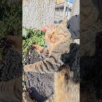 キジトラ猫が人間にモフられて極楽の表情を浮かべる #猫 #ねこ #cat(YouTube)