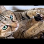 麦わら猫のチャレンジの結果はこうなります(笑)(YouTube)