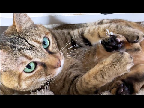 麦わら猫のチャレンジの結果はこうなります(笑)(YouTube)