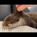 猫と似ているところもあれば似てないところもあるカワウソ Otter share some similarities with cat, but also have differences(YouTube)