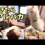 アルパカに起こされるとこうなるw w w(YouTube)