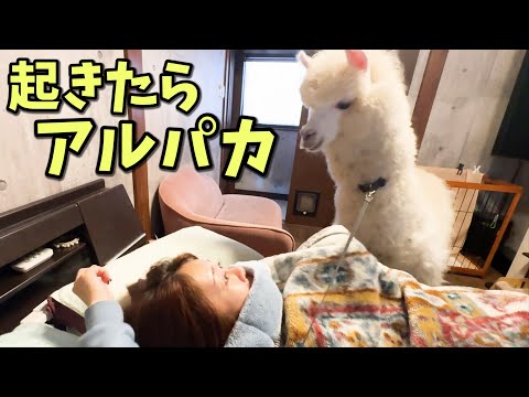 アルパカに起こされるとこうなるw w w(YouTube)