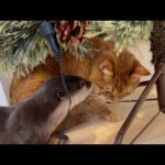 クリスマスの準備をするカワウソ猫子猫子供！ Otter, cat, kitten, and child preparing for Christmas!(YouTube)