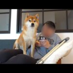 ママの骨折が長引くなかで…柴犬が本気出してきました(YouTube)