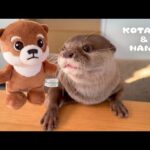 カワウソに自分のマスコットを見せたら、まさかの行動に！　Otters Take Care of Their Plushie Doppelgangers(YouTube)