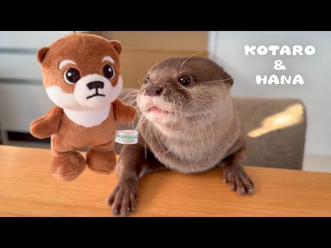 カワウソに自分のマスコットを見せたら、まさかの行動に！　Otters Take Care of Their Plushie Doppelgangers(YouTube)