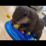 魚を釣るゲームでカワウソと遊んでみた！！ I tried playing with an otter in a fishing game!!(YouTube)