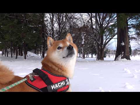 柴犬はいつもの道で足が止まりました。(YouTube)