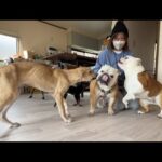 ４日ぶりにママ＆ぶるまるが帰ってきて、嬉しさ大爆発のまるこ組が可愛すぎた！(YouTube)