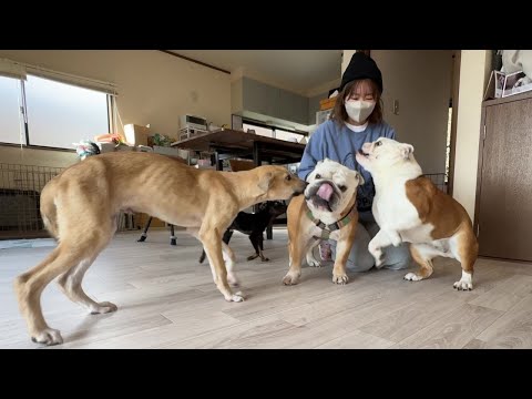 ４日ぶりにママ＆ぶるまるが帰ってきて、嬉しさ大爆発のまるこ組が可愛すぎた！(YouTube)