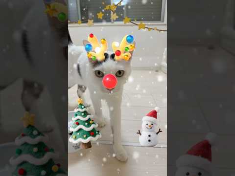 メリークリスマス🎄 #shorts(YouTube)