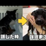 病気で隔離されていた保護犬が「ずっとのお家」へと旅立つまでの54日間がこちら♪(YouTube)