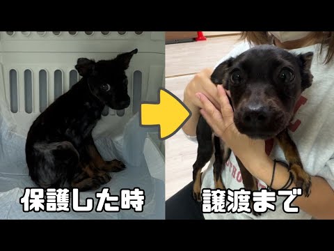 病気で隔離されていた保護犬が「ずっとのお家」へと旅立つまでの54日間がこちら♪(YouTube)