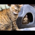 後輩猫たちに人気な姉猫が末っ子猫と遊ぶとこうなります…笑(YouTube)