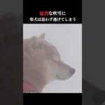 柴犬は猛烈な吹雪で逃げ帰ってしまう #shibainu #大雪 #犬のいる生活(YouTube)