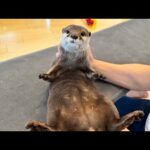 カワウソさくら2025年人気だった動画ランキング！前編 Otter sakura 2025 ranked the most popular videos of all time! Part 1(YouTube)
