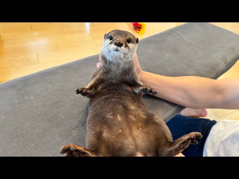 カワウソさくら2025年人気だった動画ランキング！前編 Otter sakura 2025 ranked the most popular videos of all time! Part 1(YouTube)