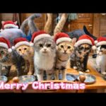 南の島は暑いクリスマスです みんにゃ元気！   2025 12 24 2(YouTube)