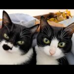 パパはまた猫達全員に囲まれながら眠れる幸せを噛みしめています【あずさく1か月半ぶりに帰宅の夜】(YouTube)