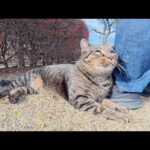 12月とは思えないポカポカ陽気に恵まれて快適そうな猫ちゃん達(YouTube)