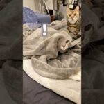 毛布に閉じ込められたと思いこんでいる猫 #ベンガル #cat #ルトロゼ(YouTube)