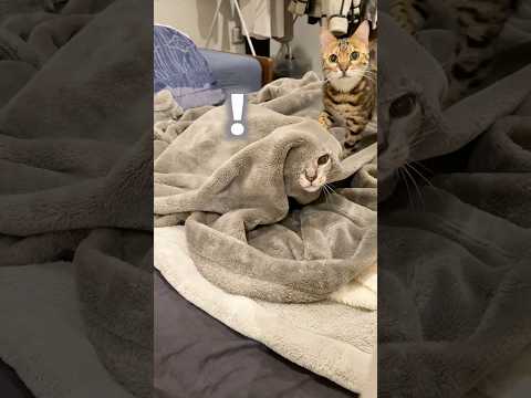 毛布に閉じ込められたと思いこんでいる猫 #ベンガル #cat #ルトロゼ(YouTube)