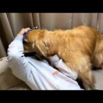 アムロを診察しようとしたら襲われました(YouTube)