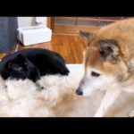 柴犬少し遅い換毛期で大量のお毛毛!柴犬大好き猫たちはこうなっちゃいます(笑)(YouTube)