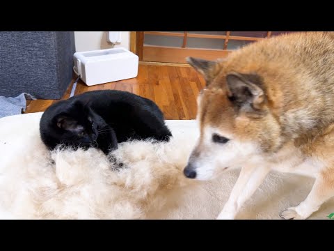 柴犬少し遅い換毛期で大量のお毛毛!柴犬大好き猫たちはこうなっちゃいます(笑)(YouTube)