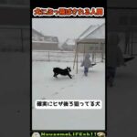 犬に吹っ飛ばされる飼い主たち😂(YouTube)