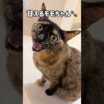 甘えるモモちゃんが可愛すぎる！ #shorts(YouTube)