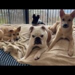 ママとお兄ちゃんが出て行った…パパとまるこ組のワンオペ生活早朝ルーティーンがこちら…(YouTube)