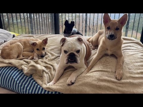 ママとお兄ちゃんが出て行った…パパとまるこ組のワンオペ生活早朝ルーティーンがこちら…(YouTube)