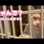にゃんで？腹減ったニャン！  イカちゃん手術ですよ～   2025 12 29 1(YouTube)