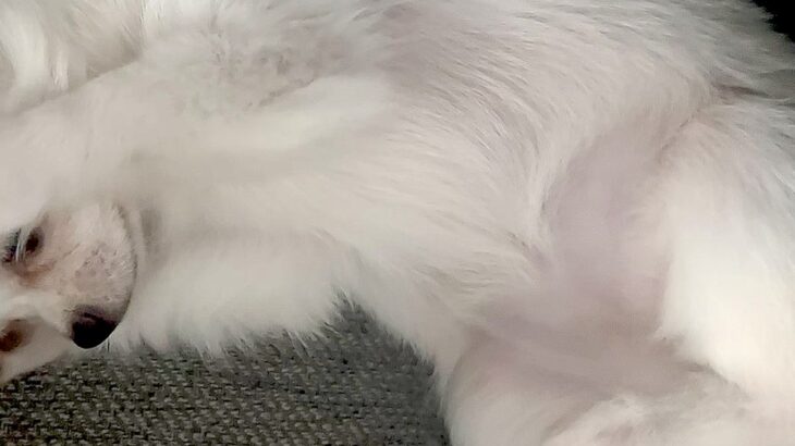 生まれて100日しか経っていないのに…赤ちゃん犬がみせた『まさかの姿勢』が284万表示の反響「猫ミームで草」「やってもうた感ｗｗ」と爆笑(ブログ)