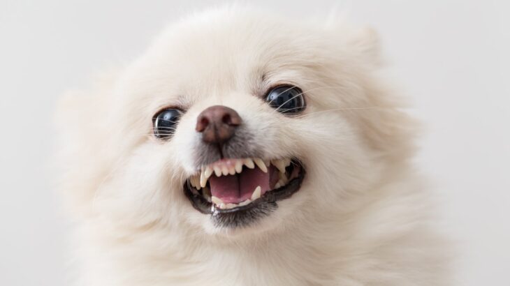 『怒りっぽい犬』の特徴５選　すぐに激怒してしまう要因や改善するために飼い主ができることまで(ブログ)
