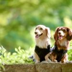 犬同士が『そっくりな体勢』で過ごす心理4選　似てしまうのはなぜ？同じ行動を取る理由とは(ブログ)