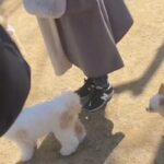 ドッグランで『愛犬がどっか行ったな』と思い探した結果→予想を超える『衝撃の光景』が79万再生「想像以上に馴染んでて草」「しれっとｗ」(ブログ)