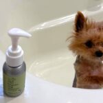 小型犬をシャンプーした結果→『だれ…？』別犬すぎる”衝撃の変貌”に2万4000いいね集まる「声出して笑った」「弱そうすぎて愛おしい…」(ブログ)