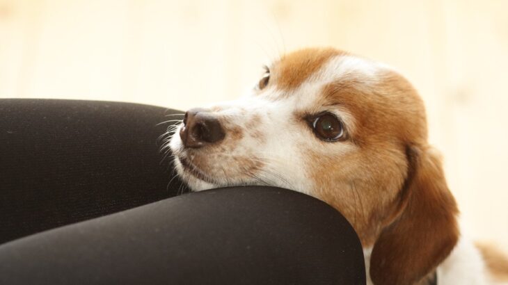 愛犬が『飼い主から離れようとしない』心理4つ　意外な理由や注意すべき状況まで(ブログ)