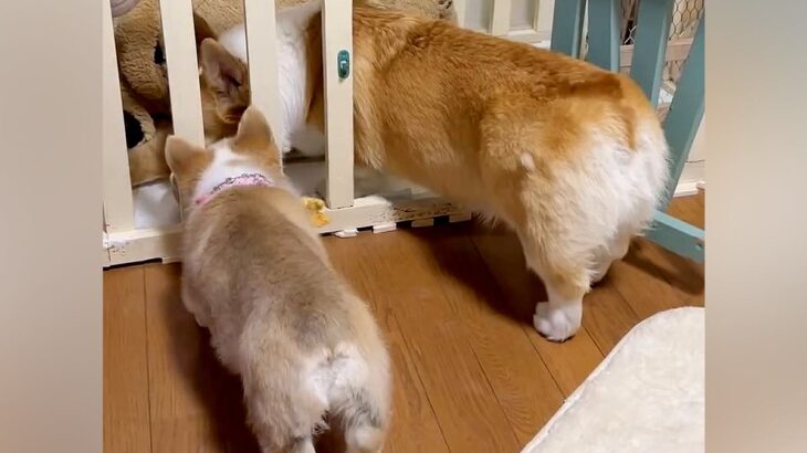 赤ちゃん犬を飼ってから1週間→先輩犬の後を追いかけて…あまりにも尊い『とにかく真似する光景』に悶絶「たまらなく可愛い」「学んでる」と絶賛(ブログ)
